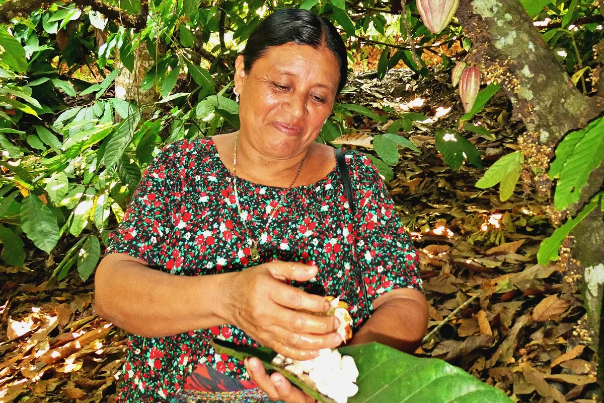Kakaobäuerin in traditioneller Tracht öffnet eine reife Kakaofrucht in Guatemala