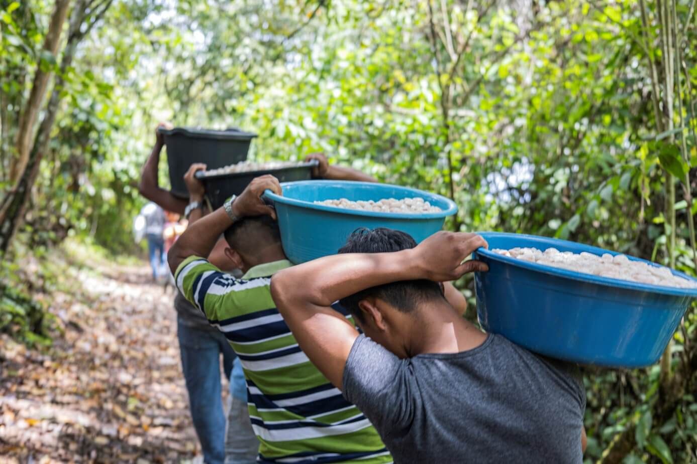 Männer tragen Kakaobohnen