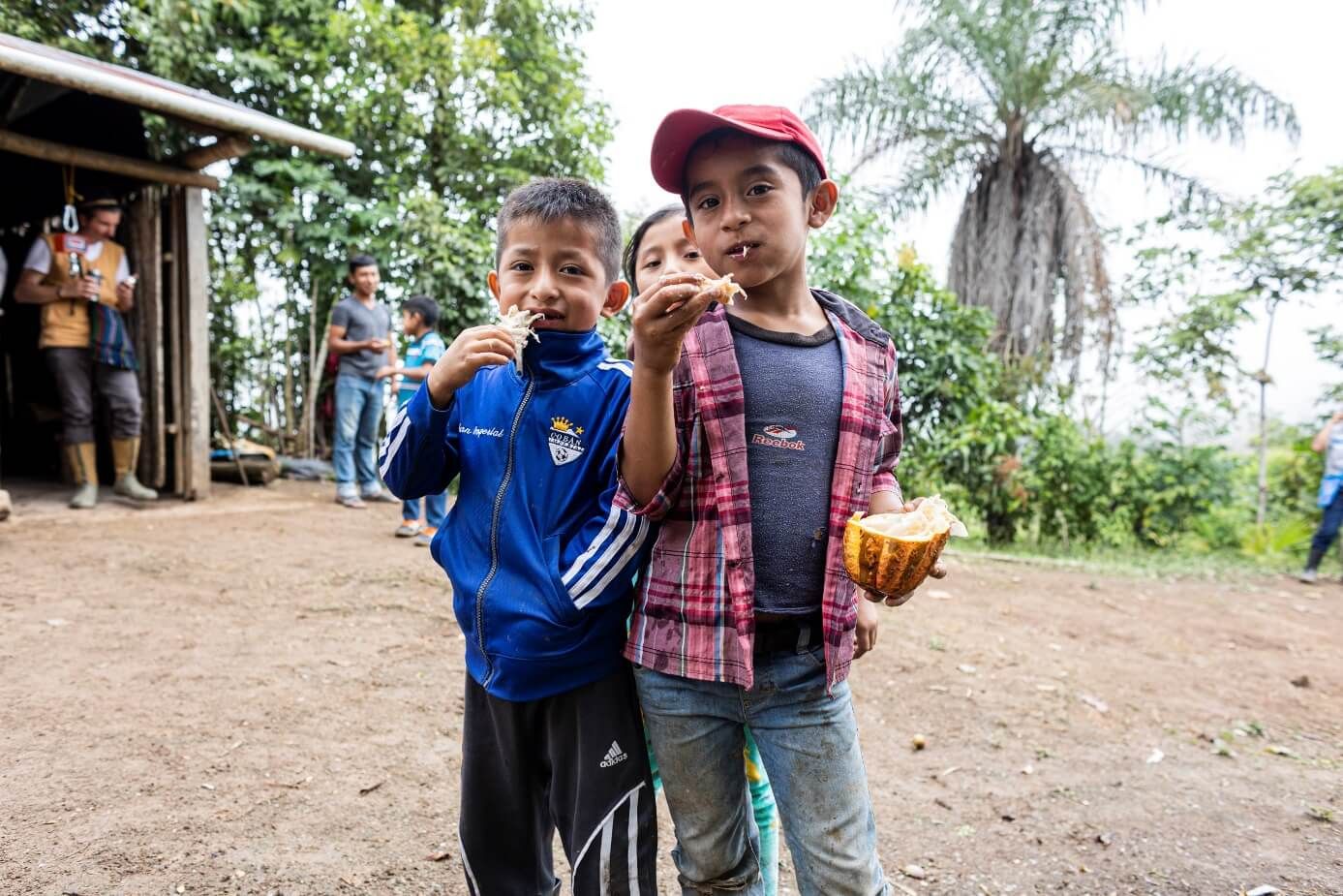 Kinder essen Kakaofruchtfleich