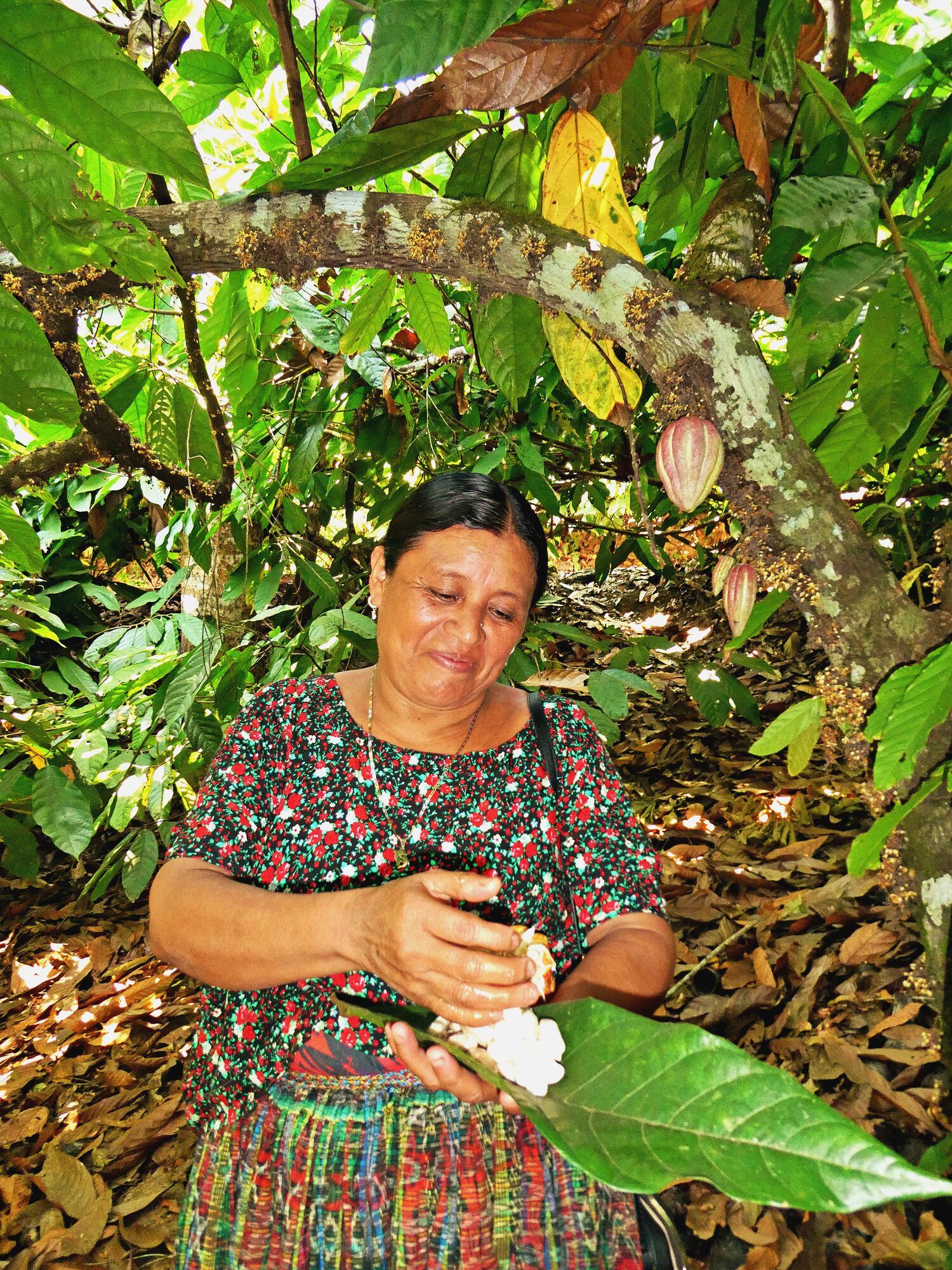 Kakaobäuerin in traditioneller Tracht öffnet eine reife Kakaofrucht in Guatemala – nachhaltiger und kleinbäuerlicher Kakaoanbau im Mischkultursystem